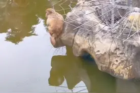 2月9日，江苏南京，两只猴子的船被偷走，公猴划船来接对方 不料…… “这票价真值 还有剧情看”#猴子 #动物园 来源：@布丁味的派视频封面
