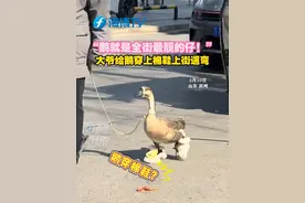 “鹅就是全街最靓的仔！”大爷给鹅穿上棉鞋上街遛弯。#遛鹅大爷 #大鹅 #动物视频封面