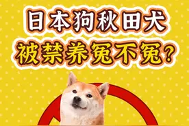 秋田犬被禁养是真不冤！看完你就知道它啥脾气了…… #秋田犬 #秋田柴犬 #禁养犬种 #狗狗的迷惑行为 #狗子日常 @DOU+小助手视频封面