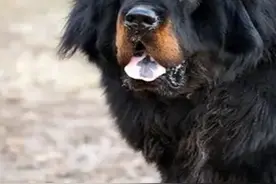 小伙在无人区捡到藏獒，没想到竟然怀孕了，一口气生了6只小狗 #藏獒 #狗狗 #无人区 #事件视频封面