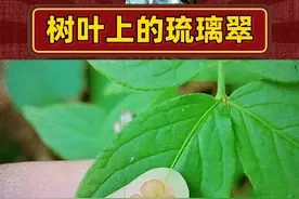 树叶上的琉璃翠，瘤枝卫矛 #瘤枝卫矛 #科普 #植物 #万万没想到 #内容启发搜索