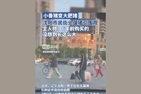 小香猪变大肥猪，沈阳市民街头遛猪引围观，主人：6年前购买的，没想到长这么大