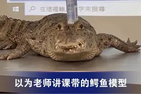 以为老师讲课带的鳄鱼模型
一眨眼发现竟然是真鳄
网友：情绪这么稳定的鳄鱼不好找#鳄鱼#课堂教学#以为老师讲课视频封面