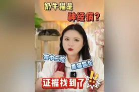 奶牛猫是神经病的证据终于找到了！它是真神金啊！ #新手养猫 #科学养宠攻略 #萌宠出道计划 #动物的迷惑行为 #奶牛猫就是神经猫