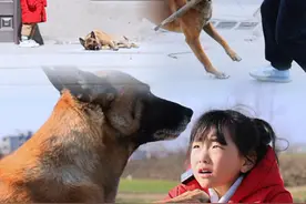 飞上天的狗盆 马户看见自己的狗盆被飞上天和哥哥理论，没想到却被哥哥冤枉。但是当哥哥遇到危险时马户却奋不顾身的赶跑了坏人，这可能就是退役犬的忠诚吧。 #被小狗治愈的一万个瞬间 #忠犬马户 #抖音萌宠视频封面