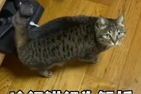 冷门猫行为解析 #猫咪的迷惑行为 #新手养猫 #养宠进阶指南 #万物可爱计划