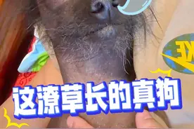 二哈：以后我就是百兽之王！ #动物搞笑配音 #看一次笑一次 #反转 #狗子成精了