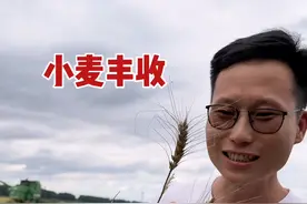 北大荒小麦开始收获了，小梦第一次看到麦田收获，还有点激动呢 #新农人计划2024 #乡村生活家视频封面