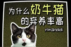 为什么奶牛猫的弃养率那么高 奶牛猫的弃养率居然名列前茅,为什么这么可爱的猫咪会被弃养呢,我来告诉你真相吧 #奶牛猫 #奶牛猫就是神经猫 #猫咪的迷惑行为 #养猫人 #喵星人
