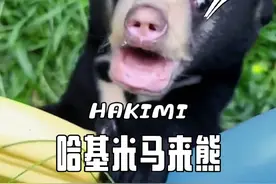 马来熊看起来相对小巧可爱，它是熊科动物中体型最小的种类 #动物科普 #神奇的动物在抖音 #马来熊茶叶蛋 #知识科普 #熊孩子视频封面