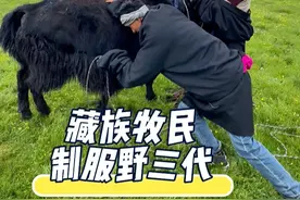 00后藏族牧民的舅舅今天买了十头牦牛！ #记录真实生活 #农村生活 #vlog日常