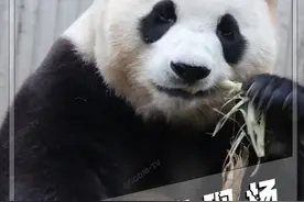 顶流女明星福宝展出，现场能有多离谱？时隔一百零七天视频封面
