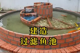 怎么制作鱼池过滤循环系统，看完这个视频以后鱼池再也不用换水了