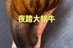夜踏“入侵者”：围剿非洲大蜗牛 #dou来广东百千万 #非洲大蜗牛 #星乡村星农人 #乡村英才计划 #外来入侵物种