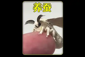 沉浸式养蚕，耗时30天观察蚕宝宝变蛾子的过程，太好玩太有趣