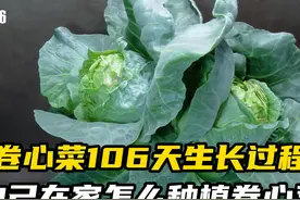 卷心菜106天生长过程，自己在家怎么种植卷心菜 #三农视频封面