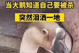 得知即将被杀，大鹅竟然伤心地哭了。#万物皆有灵 视频封面