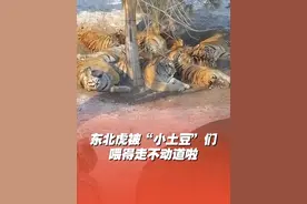 东北老虎对肉“无感”， 被“小土豆们”喂得走不动道了！网友：不行喂点消食片吧~#东北虎  #哈尔滨 #东北 来源@洋肉粉 @乐悠刘🥳视频封面