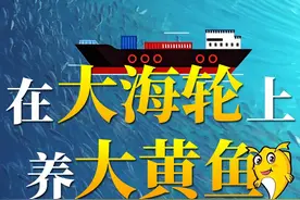 一艘船能够年产优质大黄鱼达3700吨？快跟着小新去全球首艘10万吨级智慧渔业养殖工船“国信1号”一探究竟！@中国船舶视频封面