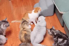 本来想测一下猫咪领地意识，测完有点心疼芒果，哈哈哈！ #万物可爱计划 #宅家治愈季