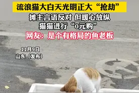 流浪猫大白天光明正大“抢劫” 摊主言语反对 但暖心放纵猫猫进行“0元购” 网友：是个有格局的鱼老板#万物皆有灵性 #动物成精系列视频封面