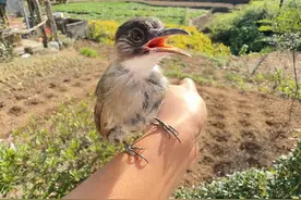 还记得被粘蚊板粘住的小鸟吗？真是又菜又爱玩 #动物世界