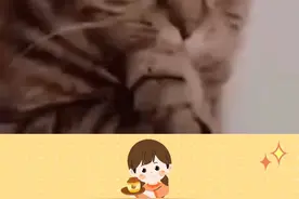 快来学习何老师的万能糖醋排骨普通话模版#何炅 #综艺  #普通话考试 #普通话考试技巧