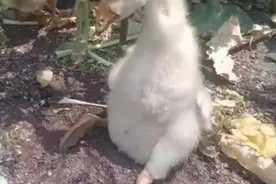 《动物倒霉时刻》 #动物的迷惑行为 #看一遍笑一遍 #沙雕动物视频封面