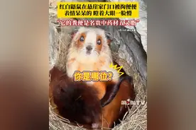 红白鼯鼠在悬崖家门口被掏便便，表情呆呆的，瞪着大眼一脸懵，拍摄者：是国家二级保护动物，特别有灵性，它的粪便是名贵中药材五灵脂。#红白鼯鼠 #飞鼠 #五灵脂 #万物皆有灵性 （来源：@卫生员 ）