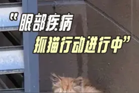 眼球受伤的小猫咪！我们来拯救！ #流浪猫救助 #我和流浪猫的故事 #关注流浪动物 #西安流浪猫 #流浪动物不流浪视频封面