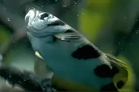 射水鱼：命运若不公，那就和它斗到底 #动物世界 #动物科普