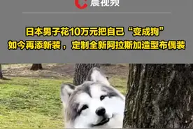 日本男子花10万元把自己“变成狗”，如今再添新装 ，定制全新阿拉斯加造型布偶装：能控制做到摇尾巴、张嘴等动作视频封面