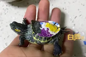 乌龟被涂彩绘1年龟壳畸变，清理彩绘后龟壳才逐渐长大正常#宠物 #小乌龟 