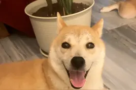 #狗狗的心思都写在脸上了 #我眼中小狗的样子 #狗毛过敏 #柴犬视频封面