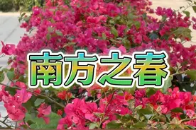 21种植物开花，构筑锦绣南方之春 #春已至花已开 #春天 #植物观察记视频封面