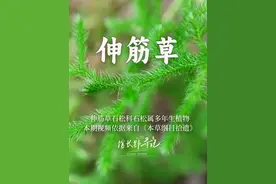 【伸筋草】为石松科植物石松的干燥全草 古代人取名是真有意思
