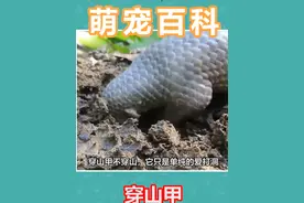 你有多久没见过穿山甲 #神奇动物在抖音 #奇妙的动物 #科普一下 #作品同步头条赢激励