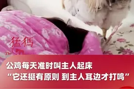 公鸡每天准时叫主人起床，“它还挺有原则 到主人耳边才打鸣”，网友：这要在我旁边叫一下得聋