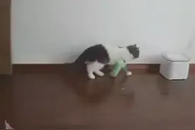 1月4日采访，广东深圳，小猫咪脚受伤后，打着石膏一瘸一拐去喝水视频封面