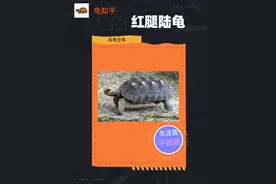 #红腿陆龟 #陆龟视频封面