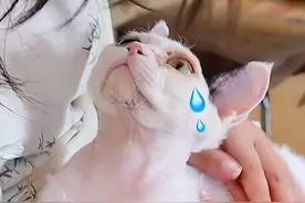 流浪德文猫终于等来了领养人，初次见面就扑进妈妈怀里不肯松手