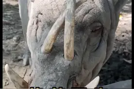 为什么要定期修剪动物的牙齿和犄角？ #神奇动物在抖音 #涨知识 #科普一下