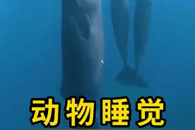 动物奇特的睡觉方式！ #动物睡觉 #科普 #涨知识视频封面