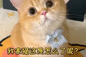 没想到我的家猫害怕凉席的真相竟然是因为这个... #萌宠出道计划 #记录猫咪日常 #谁能拒绝傻憨憨的小猫咪 #铲屎官的乐趣 @抖音短视频视频封面