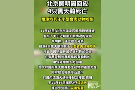 北京圆明园回应4只黑天鹅死亡：推测均死于小型食肉动物咬伤#圆明园 #动物 #黑天鹅视频封面