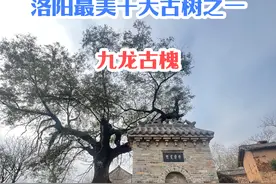 九龙古槐，了解一下 #洛阳旅游 #古树 #九龙古槐 #伊川视频封面
