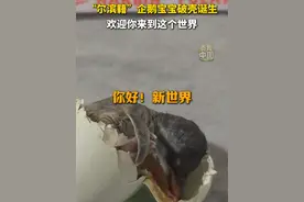 11月23日，哈尔滨极地公园“淘学企鹅”家族喜添新丁，一只企鹅顺利降生。#秀我中国  #逃学企鹅  #企鹅宝宝视频封面