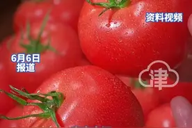 番茄圣女果看似一样 其实不同 番茄是蔬菜 圣女果是水果 圣女果含糖10% 番茄含糖3% 相差三倍 减肥期间宁可吃番茄不吃圣女果