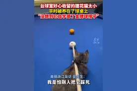#台球室收养的狸花猫是金牌球搭子 店主：没打进时，它总能帮你推球落袋！（记者：屠晨潇）@@武城升平来力台球@