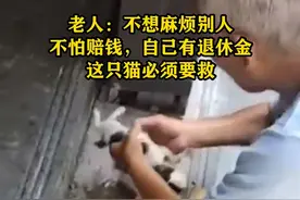 老人砸石柱救猫 “如果要赔 我还有点退休金，猫必须要救”视频封面